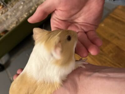 Guinea pigs