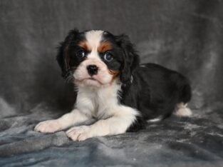 AKC Cavalier King Charles Wooster OH Barney