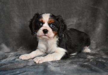 AKC Cavalier King Charles Wooster OH Barney