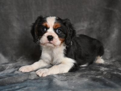 AKC Cavalier King Charles Wooster OH Barney