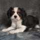 AKC Cavalier King Charles Wooster OH Barney