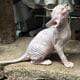 Beautiful Sphynx kittens