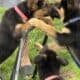 Hi I’m Nokie a 10.5 week Shepherd pup from Butler