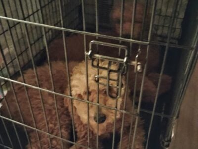 Golden doodles