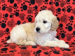 Goldendoodle
