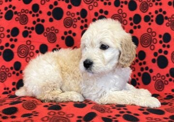 Goldendoodle