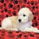 Goldendoodle