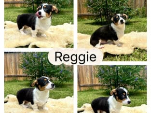 Corgi Puppies