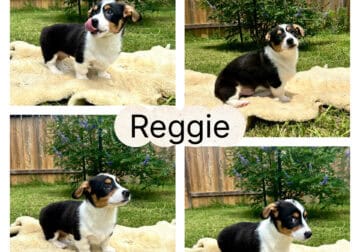 Corgi Puppies