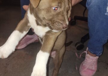 Puppies for sale