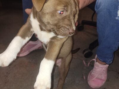 Puppies for sale
