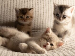 British shorthair pure breed champion bloodline.