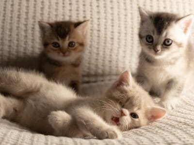 British shorthair pure breed champion bloo  ...