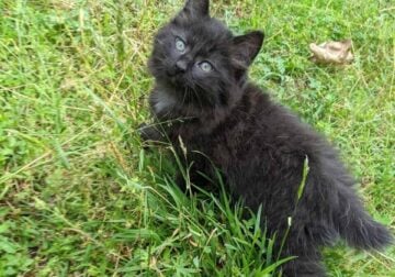 Shadowstar – American Bobtail kitten for sale