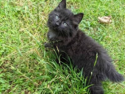 Shadowstar – American Bobtail kitten for sale