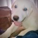 Great Pyrenees’ and white Labrador puppies!