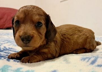 Elsa Unique Mini Weenies Dachshund Puppy