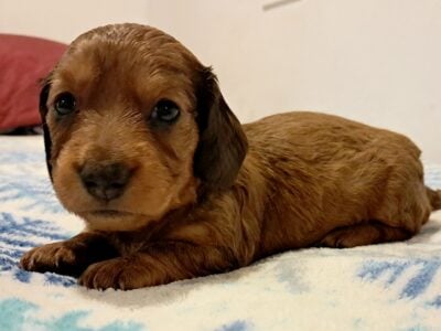 Elsa Unique Mini Weenies Dachshund Puppy