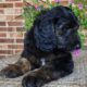 Copper – Male – Tri-Color Phantom Aussiedoodle