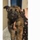 Purebred German Shepherd Puppies