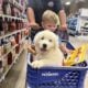 Great Pyrenees’ and white Labrador puppies!