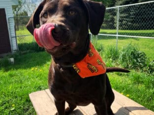 Loving Chocolate Lab in need of home