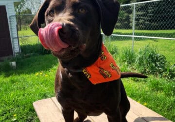 Loving Chocolate Lab in need of home