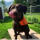 Loving Chocolate Lab in need of home