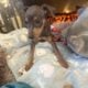 miniature pincher puppies