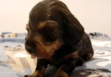 Bruno Unique Mini Weenies Dachshund Puppy