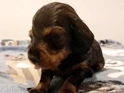 Bruno Unique Mini Weenies Dachshund Puppy