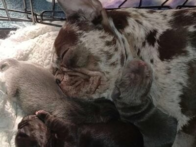 American French Bulldog