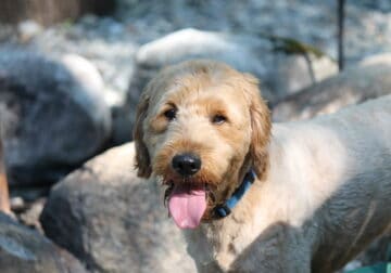 SUMMER SPECIAL —Scout—F1 Mini English Goldendoodle