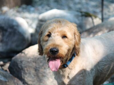 SUMMER SPECIAL —Scout—F1 Mini English Goldendoodle