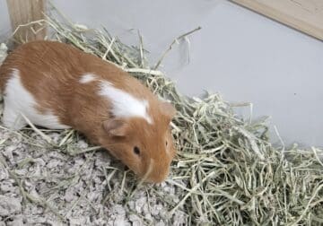 2 male Guinea pigs both healthy free to a good hom