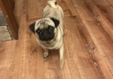 2 year old Pugs