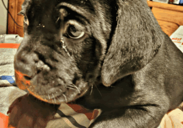 Cane corso