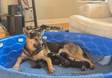 German Shepherd puppies