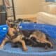 German Shepherd puppies