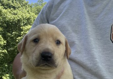 Labrador puppies
