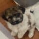 Cavachon