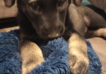 Puppies