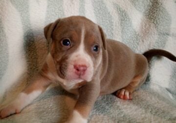 UKC American Bully pocket/standard