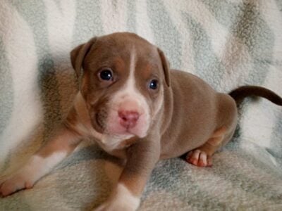 UKC American Bully pocket/standard