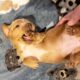Diamond Unique Mini Weenies