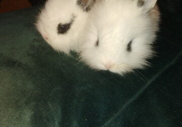 Baby bunnies