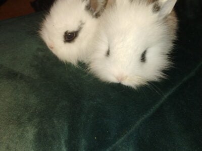 Baby bunnies