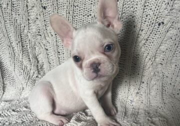 Cotton Tail