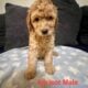 Standard Poodle Puppies for Sale (only 3 left)