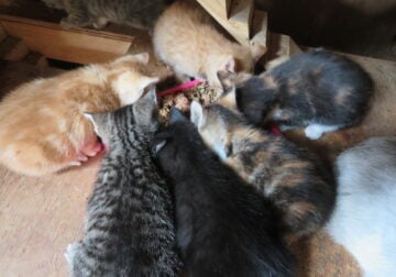 Healthy Friendly Farm Kittens